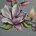 Obrus gobelinowy z motywem kwitnących magnolii