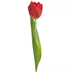 TULIPAN  Sztuczny kwiat do salonu